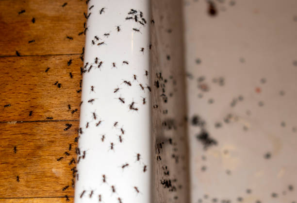 Best Pest Inspection Near Me  in Buzzards Bay, MA