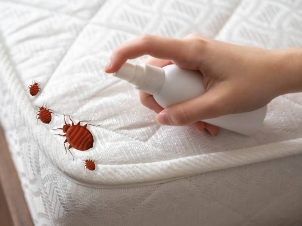 Best Pest Removal Services  in Buzzards Bay, MA