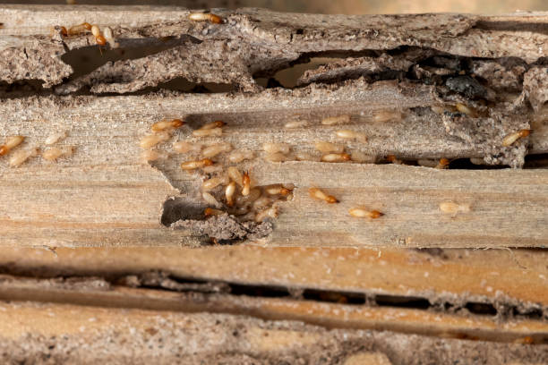 Best Best Pest Control Companies  in Buzzards Bay, MA